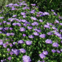 STOKESIA - Peachies Pick