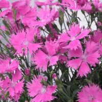 DIANTHUS - Suntory Pink