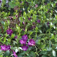 VINCA Minor - Atropurpurea