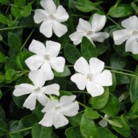 VINCA Minor - Ms.Jekyll White