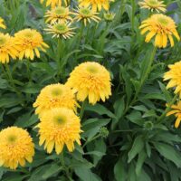 ECHINACEA - Cara Mia Yellow