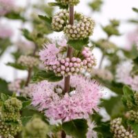 CARYOPTERIS incana - Pavilion Pink