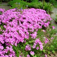 PHLOX Subulata - Emerald Pink