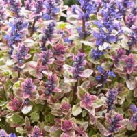 AJUGA - Princess Nadja