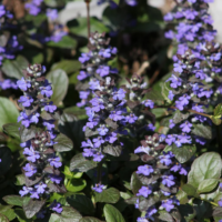 AJUGA - Mahogany