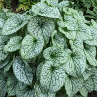 BRUNNERA - Alexander's Great