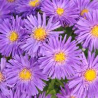 ASTER - Blue Lapis