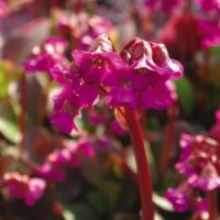 BERGENIA - Eroica