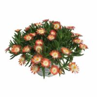 DELOSPERMA ROYAL RANGER - Red