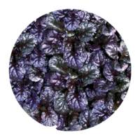 AJUGA - Black Scallop