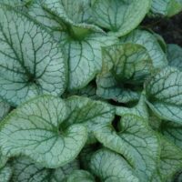 BRUNNERA - Alexander's Great