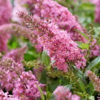 BUDDLEJA BUTTERFLY CANDY - Little Pink