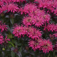 MONARDA - Berry Taffy