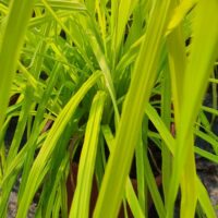 CAREX - Aurea