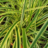 CAREX - Vanilia Ice