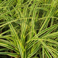 CAREX - Vanilia Ice