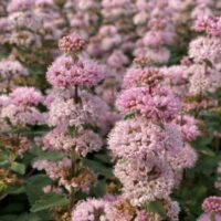 CARYOPTERIS incana - Pavilion Pink