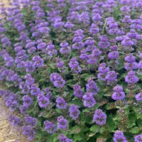 CARYOPTERIS incana - Pavilion Blue