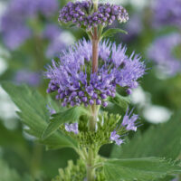 CARYOPTERIS incana - Pavilion Blue