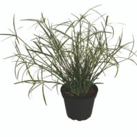 CYPERUS - Baby Mosses