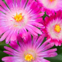 DELOSPERMA ROYAL RANGER - Neon