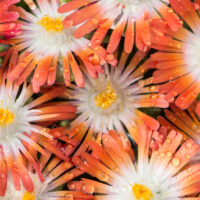 DELOSPERMA ROYAL RANGER - Red