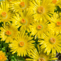 DELOSPERMA ROYAL RANGER - Yellow Imp.