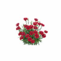 DIANTHUS - Merci Fleuri