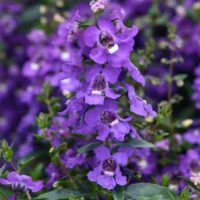 ANGELONIA - Blue Improved