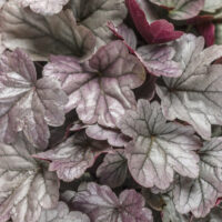 HEUCHERA - Dolce Silver Gumdrop