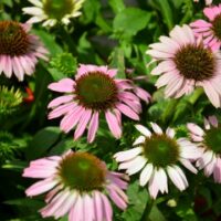 ECHINACEA CORNETTO - Melon