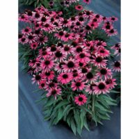 ECHINACEA - Dark Shadows Wicked