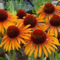 ECHINACEA - Flame Thrower