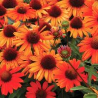 ECHINACEA KISMET - Orange