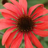 ECHINACEA - Red Explosion