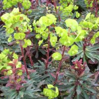 EUPHORBIA - Amygdaloides Purpurea