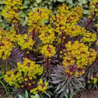 EUPHORBIA - Miners Merlot