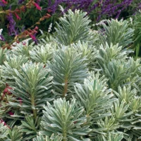 EUPHORBIA - Silver Swan