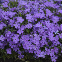 PHLOX Subulata - Crater Lake