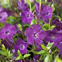 VINCA Minor - Atropurpurea