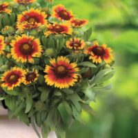 GAILLARDIA - Galya Blazing Sun