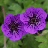 GERANIUM - Mary Anne