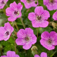 GERANIUM - Kelly Anne