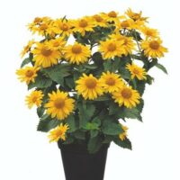 HELIOPSIS SOLE - D'Oro