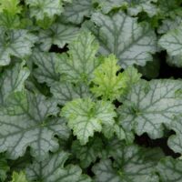 HEUCHERA - Lime Swizzle