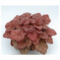 HEUCHERA - Amber Lady