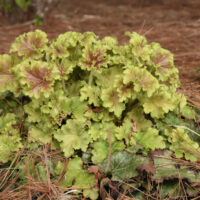 HEUCHERA - Dolce Apple Twist