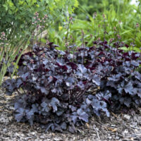 HEUCHERA - Primo Black Pearl