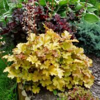 HEUCHERA - Creme Brulee