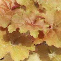 HEUCHERA - Creme Brulee